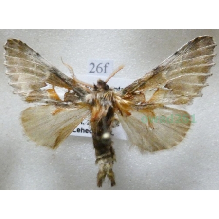 Spatalia argentina (Denis & Schiffermüller, 1775) male Naramiennica srebrnica Czech26f